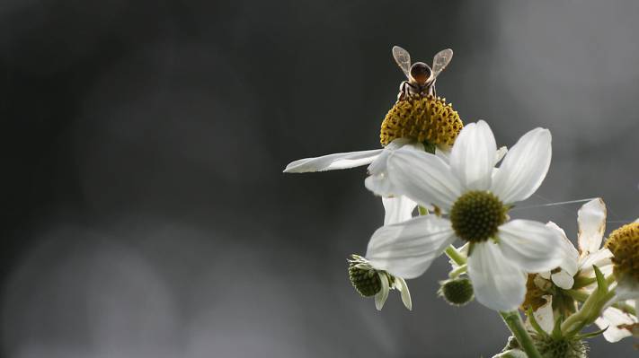 蜜蜂在白色的选择性焦点摄影petaled花高清壁纸