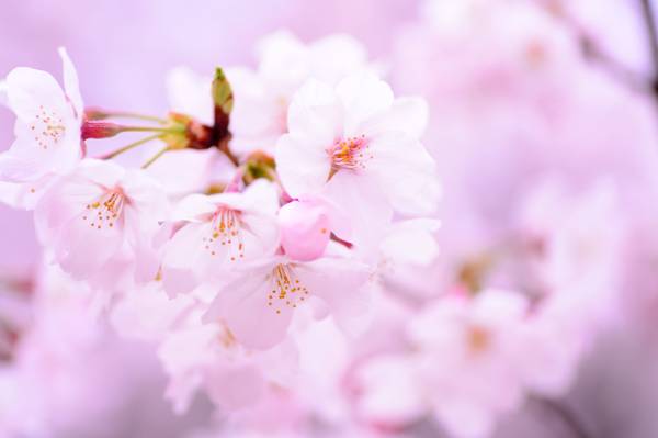 樱花选择性焦点摄影高清壁纸