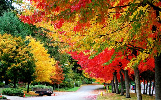 路,叶子,秋天,树,拖车
