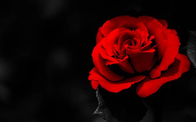 黑暗的背景,花瓣,红玫瑰