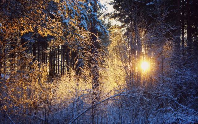 太阳,冬天,雪,森林,日落