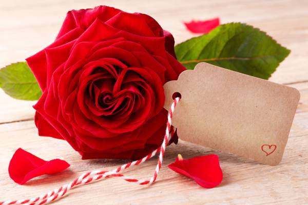 红玫瑰,芽,心脏,爱情,情人节那天,玫瑰,浪漫,玫瑰,红色,鲜花