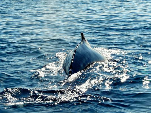 在水中的蓝色鱼,座头鲸,鲸鱼高清壁纸