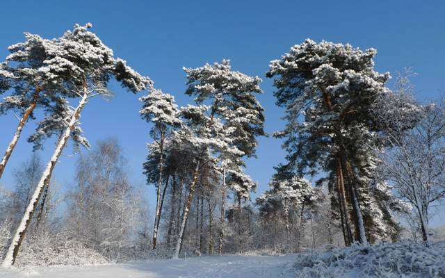 壁纸树木,雪,冬天