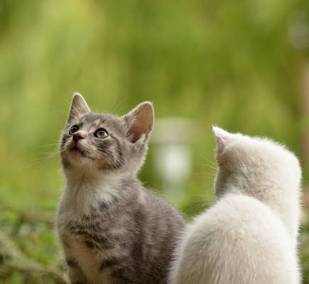 两只小猫高清壁纸的选择性焦点摄影