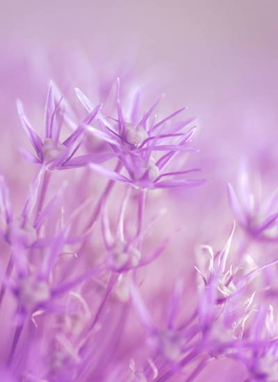 紫色的鲜花高清壁纸