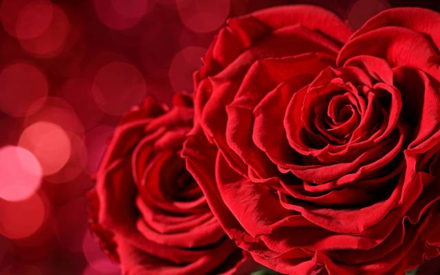 壁纸红玫瑰,散景,背景,爱情,玫瑰,情人节那天,浪漫,红色,鲜花