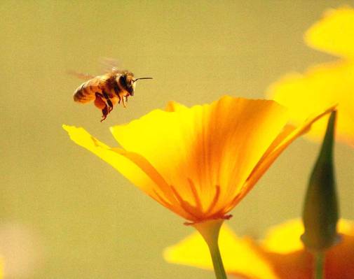 蜜蜂在黄色的花朵高清壁纸的摄影