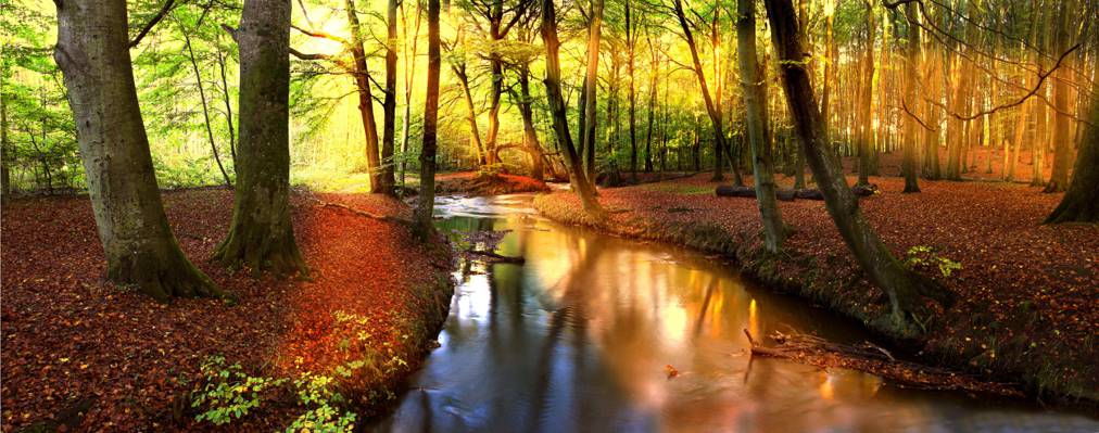 流,森林,秋天,树木,太阳