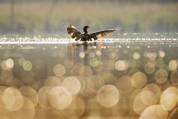 在白天高清壁纸的水体的鸭的选择性摄影