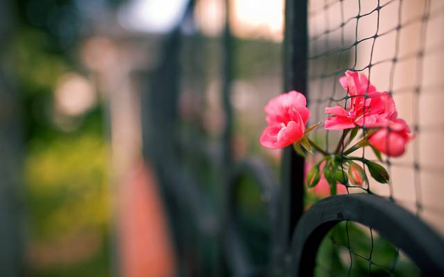 鲜花,宏观,篱笆
