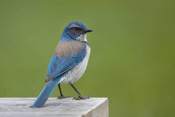 蓝色和灰色的鸟在灰色的木板,杰伊,加州高清壁纸
