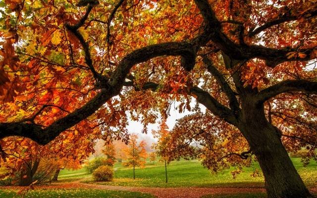 公园,路,叶子,秋天,叶子,路径,颜色,树,步行,秋季,森林,公园,森林,自然,树,...