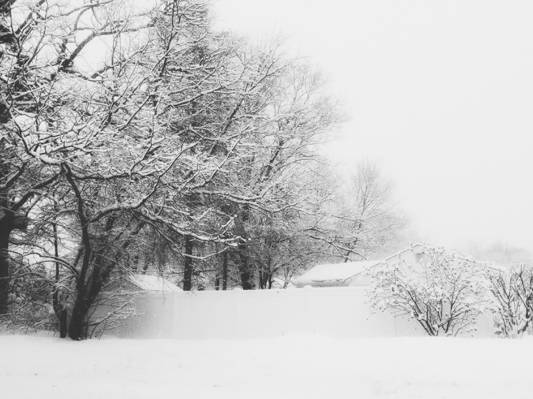 在灰度摄影高清壁纸雪树