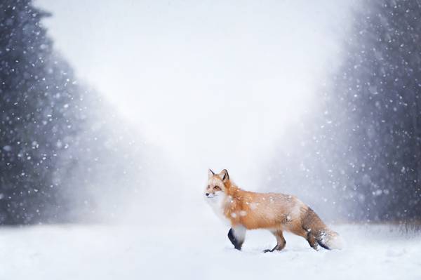 自然,森林,冬天,狐狸,雪