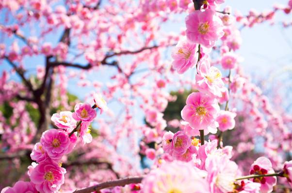 鲜花,宏,光,性质,树,开花,流失,分支机构,粉红色,春天
