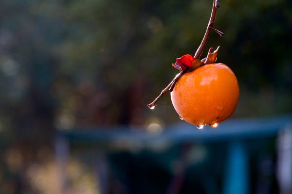 接近圆的橙色果子HD墙纸摄影
