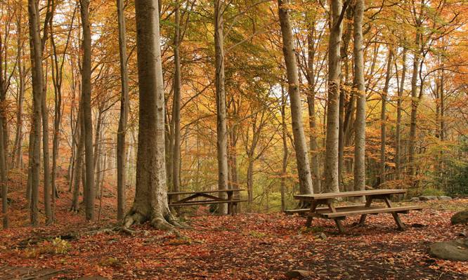 两个棕色木制野餐桌包围着树高清壁纸