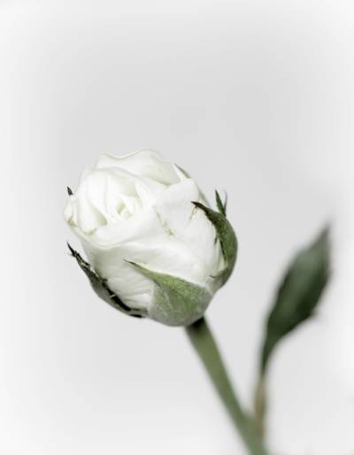 白色玫瑰花朵特写镜头摄影在白色背景HD墙纸的