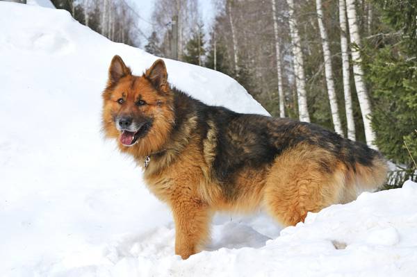 舍尔汉,狗,森林,德国牧羊犬,冬天