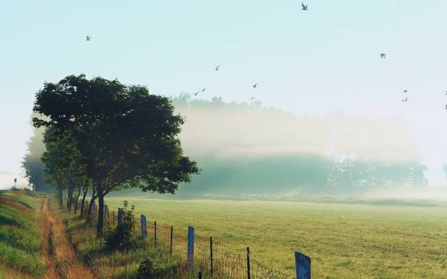 早晨,路边,雾,大自然,鸟,栅栏,罗莎,天空,草地