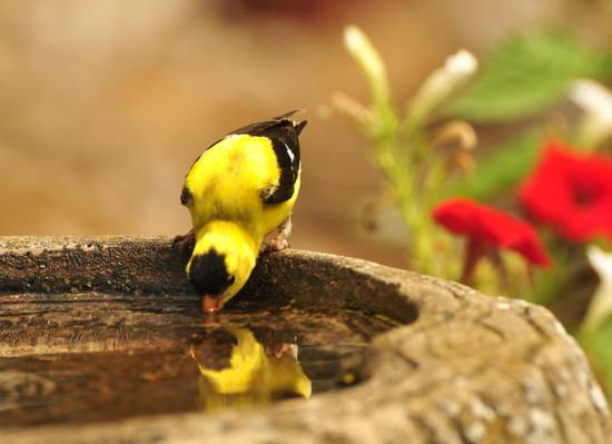 黄色和黑色的鸟喝水高清壁纸