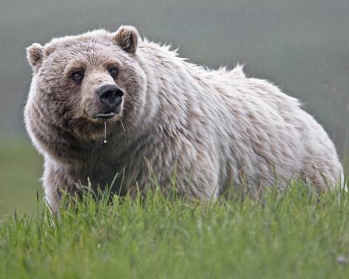 棕色的熊,在白天的草地上,灰熊高清壁纸