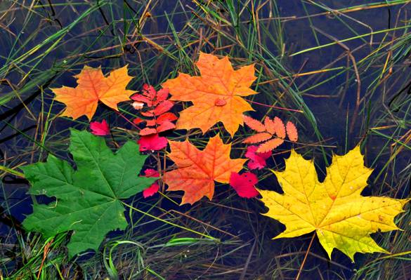 颜色,水,秋天,叶子,枫叶