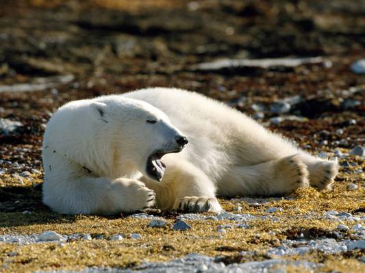 躺在岩石地形上的北极熊高清壁纸