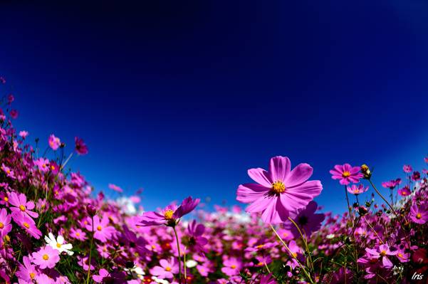 夏天,kosmeya,粉红色,天空,鲜花