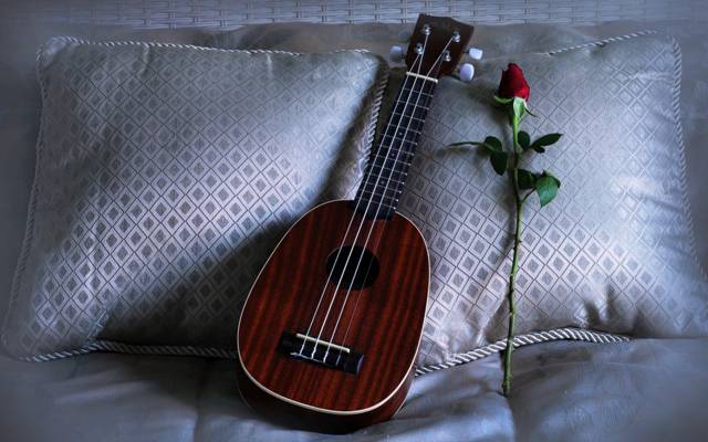 情歌,玫瑰,枕头,夏威夷四弦琴