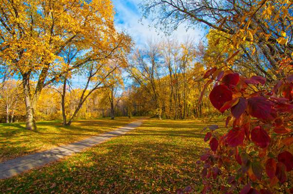 秋天,公园,树木,轨道,叶子,深红色
