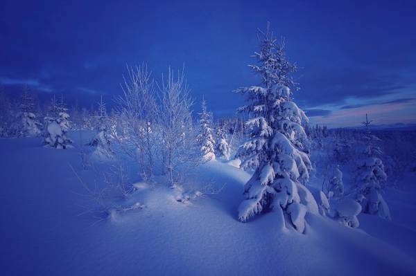 吃,晚上,冬天,雪,挪威,自然,树木