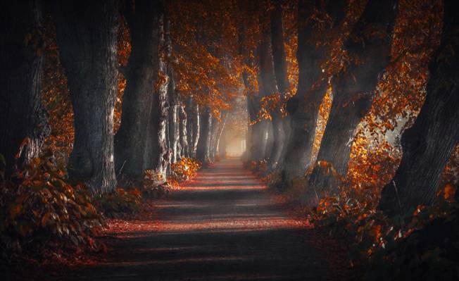自然,秋天,树木,路