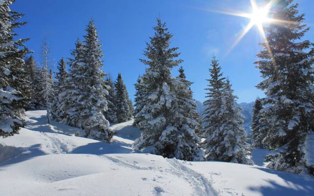 光线,雪,冬天,树木,太阳,天空,森林,痕迹