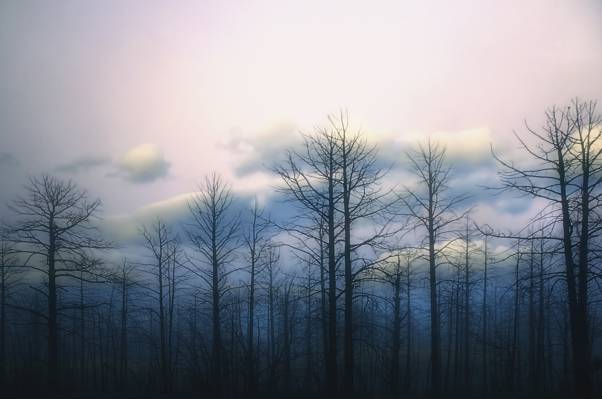 在多云天空下的光秃的树森林HD wallpaper