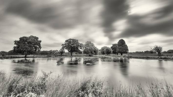 黑白照片,树木,池塘