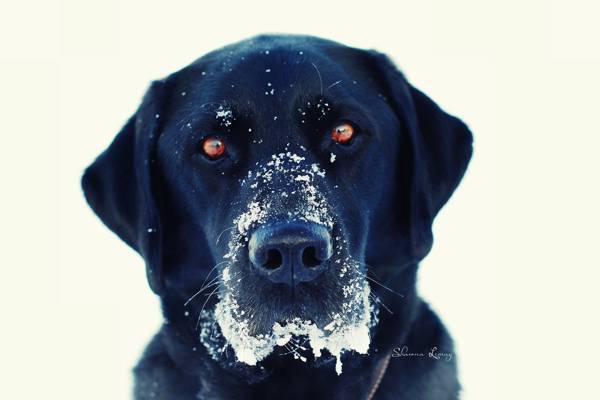 狗,看,白色背景,雪,黑色,冬天,眼睛