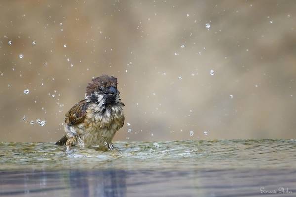 棕色麻雀鸟在白天高清壁纸的水