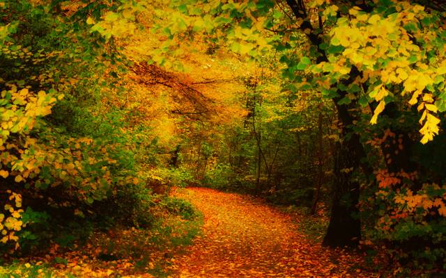 秋天,黄色,跟踪,树木,叶子