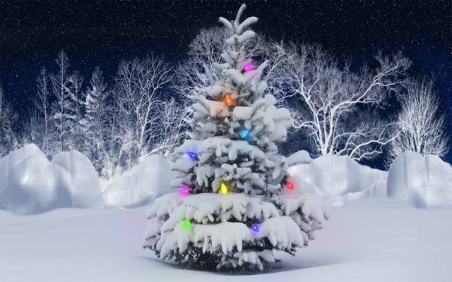灯,新的一年,雪,冬天,树,girllady,森林