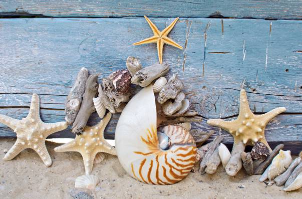 海星,石头,海洋,贝壳,沙滩,贝壳,沙子,树,沙子,木头,海星