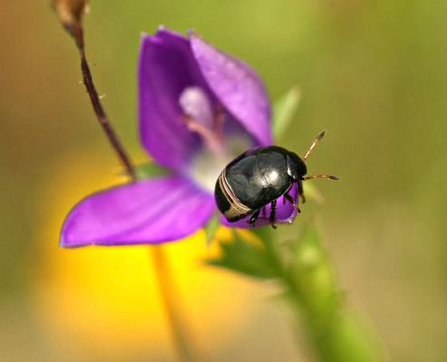 黑色甲虫栖息在紫色豹花高清壁纸