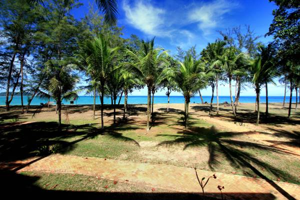 白天高清壁纸在海滩附近的绿色棕榈树风景摄影