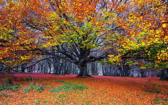 壁纸树,秋天,森林