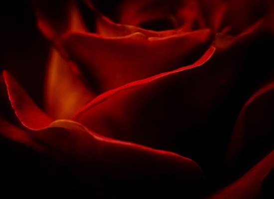 红玫瑰花卉高清壁纸的特写镜头摄影