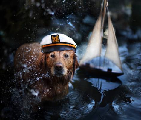 狗,动物,猎犬,狗,帽,喷,船,水