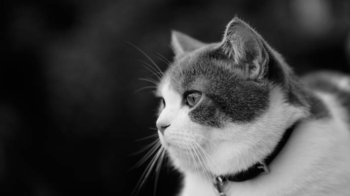 猫,看,肖像,黑色和白色,猫,配置文件,枪口,领,单色