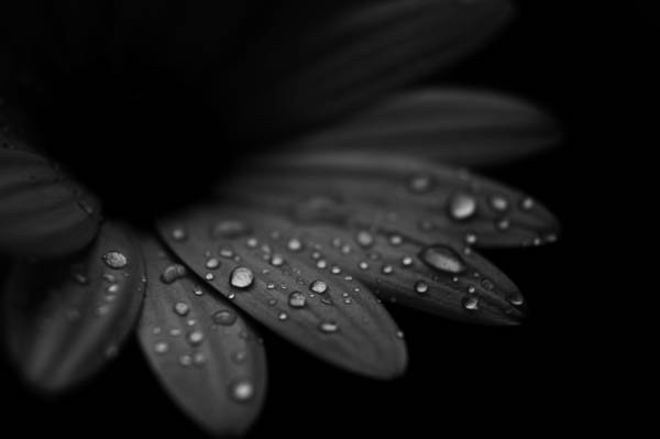 雨的选择性的照片滴在黑色的叶子高清壁纸
