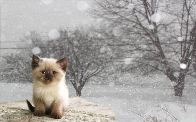 冬天,猫,小猫